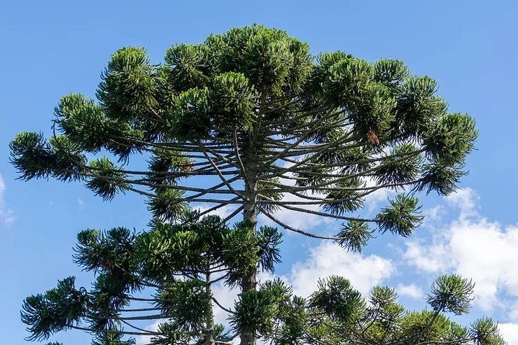  É celebrado hoje o dia da Araucária, Símbolo do Paraná