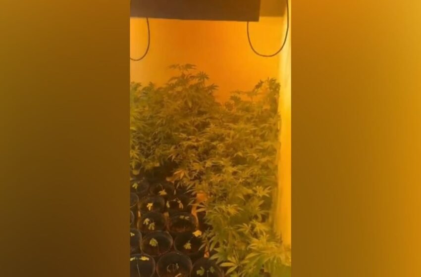  Polícia encontra estufa com 500 pés de maconha dentro de casa no Paraná