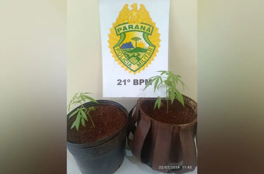  Homem é preso após denuncia de produção de maconha em residência de Dois Vizinhos