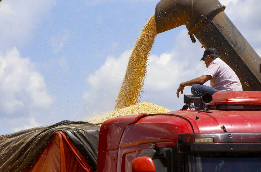  Produtor de milho do Paraná recebe 12% a mais que em agosto de 2023