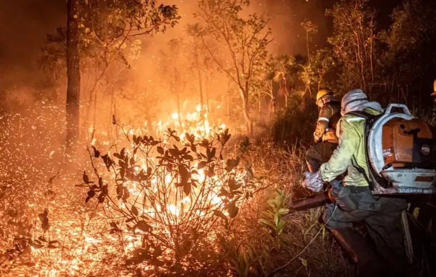  Brasil teve 11,39 milhões de hectares atingidos pelo fogo em 2024