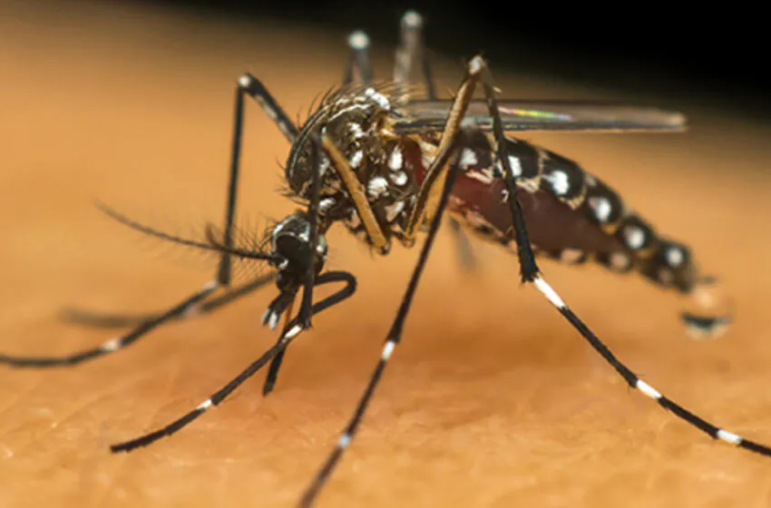  Saúde confirma morte de adolescente por dengue no Paraná neste período epidemiológico