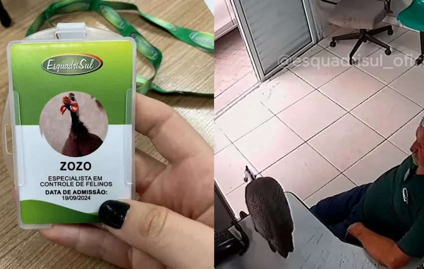  Porteiro leva Zozo, sua galinha de estimação para o trabalho e viraliza