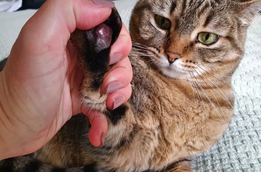  Projeto quer permitir enterro de pets em cemitérios no Paraná