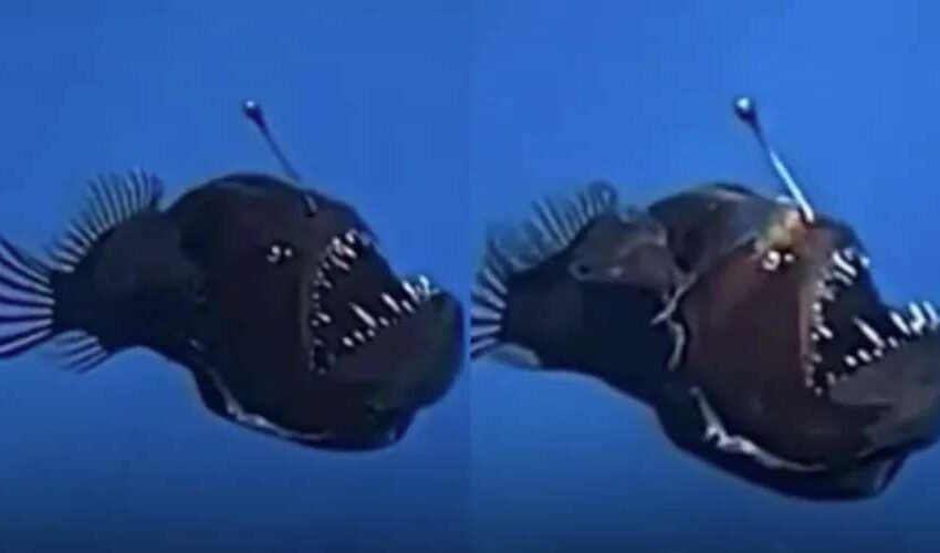  Peixe “diabo negro” é registrado em plena luz do dia pela primeira vez