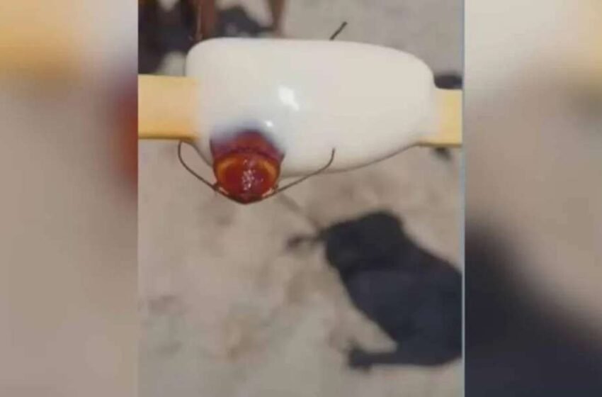  Fábrica é interditada após barata no picolé viralizar nas redes sociais