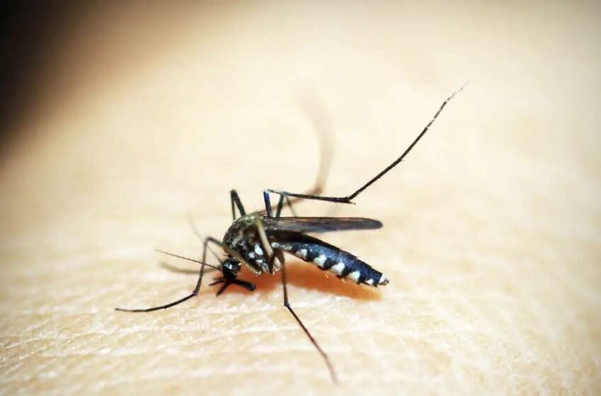  Dengue avança: país registra mais de meio milhão de casos no início de 2025