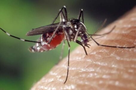 Estado do Paraná tem dez mortes por dengue confirmadas em 2025