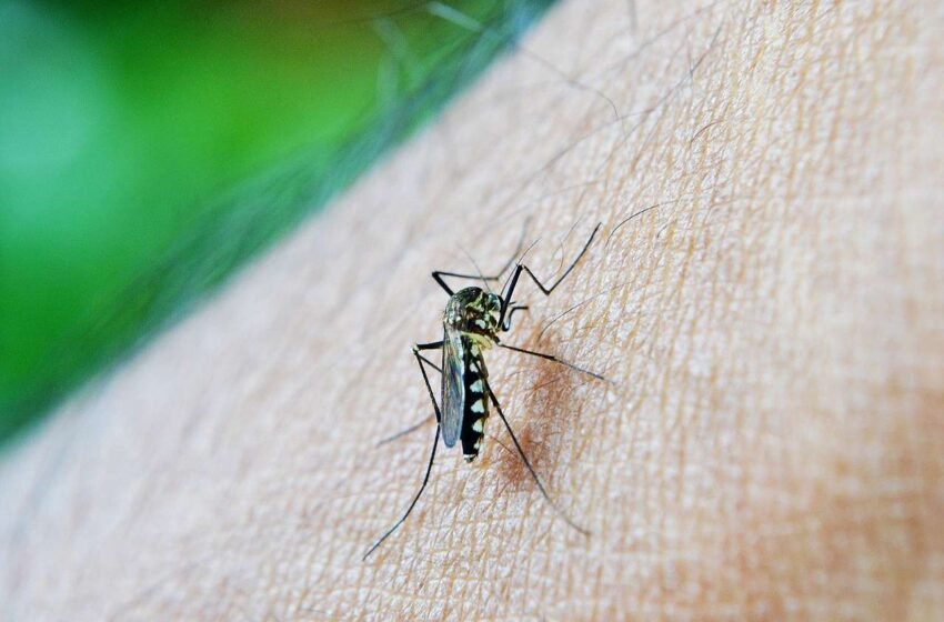  Campanha educativa de combate ao Aedes aegypti é finalizada por Itaipu em município local