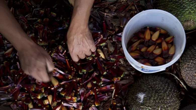  Temporada do pinhão: Conheça os sabores e histórias por trás da iguaria da serra