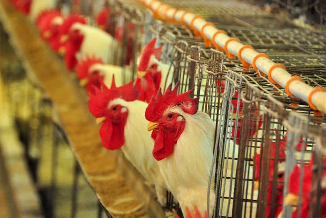  Gripe aviária no RS: granjas terão que vedar áreas e reforçar higiene para evitar surto