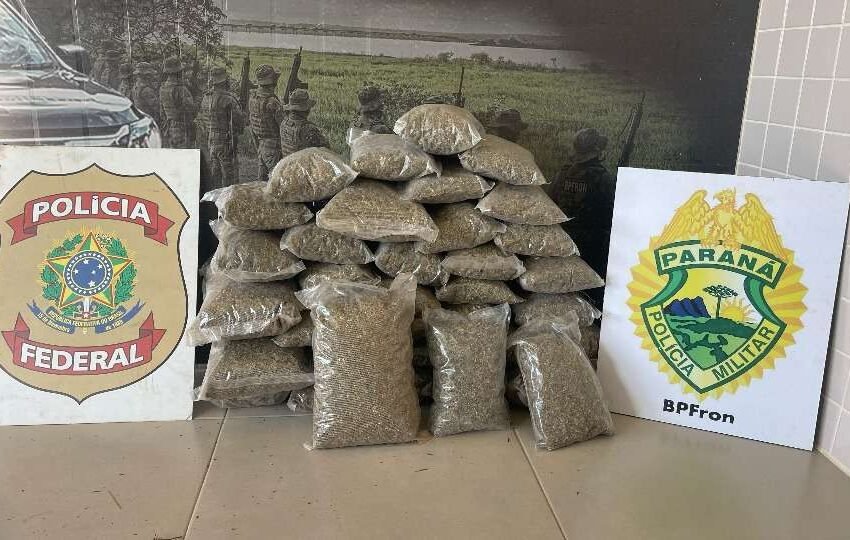  Apreensão recorde: polícia encontra mais de 15 kg de skunk em ação na região