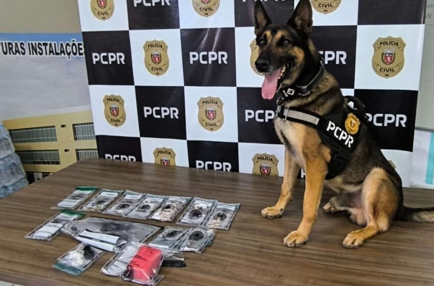  Polícia Civil prende dupla por tráfico: mãe e filho