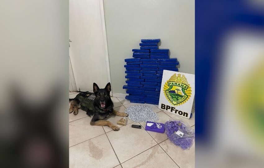  Grande apreensão: drogas são encontradas em ação policial