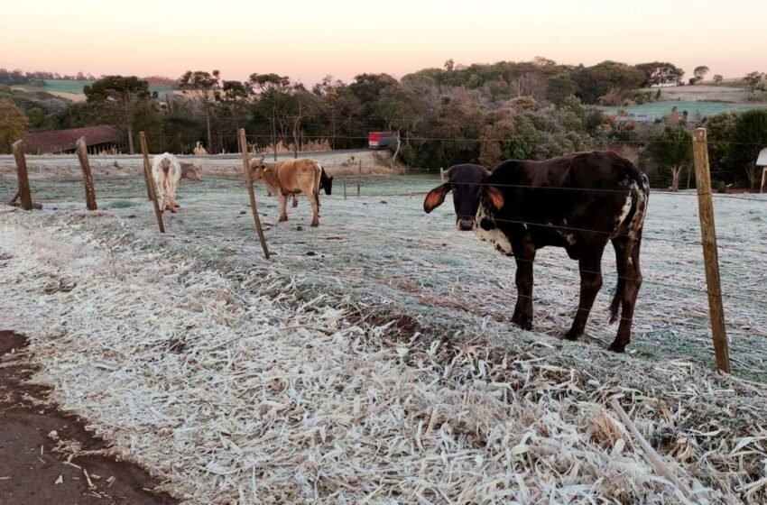 Paraná se prepara para o dia mais frio de 2024; veja quando a massa polar chega