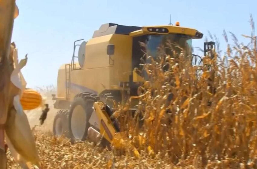  Segunda safra de milho deixa agricultores confiantes