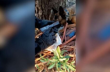 Faro apurado: Animal da polícia acha armas e munições em mochila camuflada