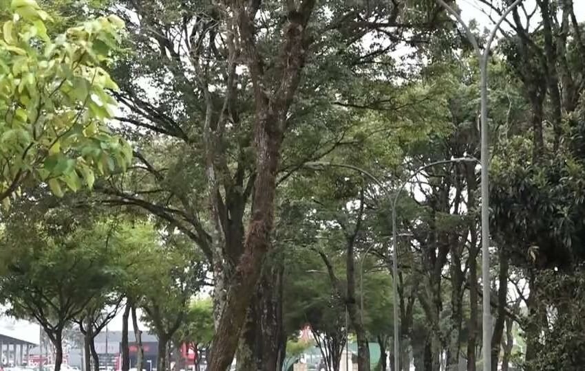  Prefeituras receberão mapeamento de 1,8 milhão de árvores da Copel