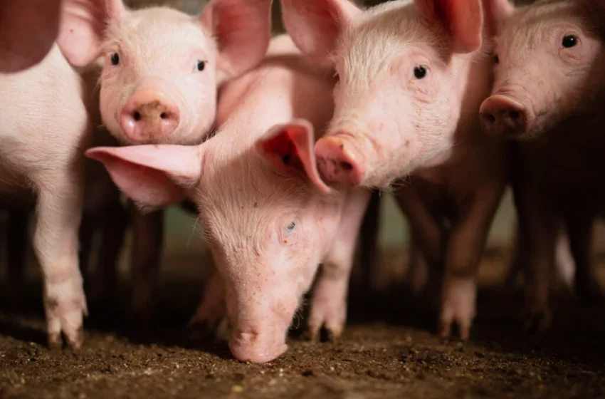  Queda nos preços do suíno vivo e da carne pressiona setor novamente