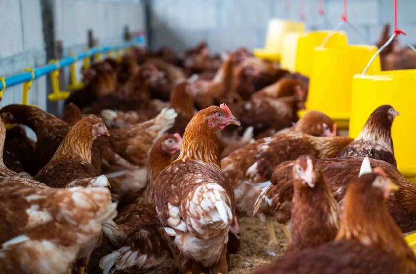  Gripe aviária em ave silvestre não altera status sanitário do setor comercial, diz governo