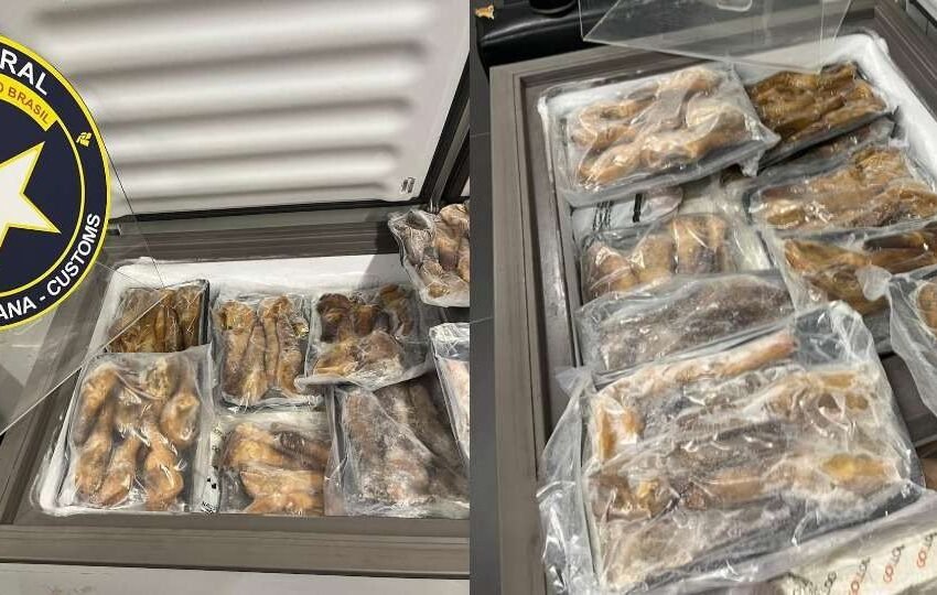  PF apreende moluscos raros e valiosos em operação no aeroporto