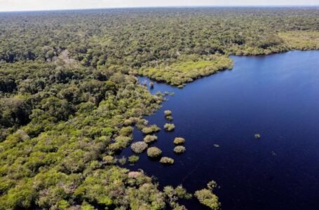 Com R$ 1,2 bilhão em projetos, Fundo Amazônia tem melhor desempenho desde 2009