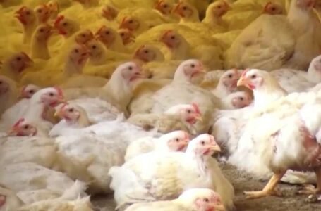 Exportações de frango devem ser retomadas em breve, diz presidente da ABPA