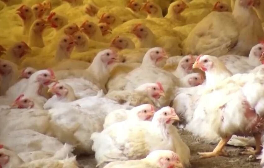  Exportações de frango devem ser retomadas em breve, diz presidente da ABPA