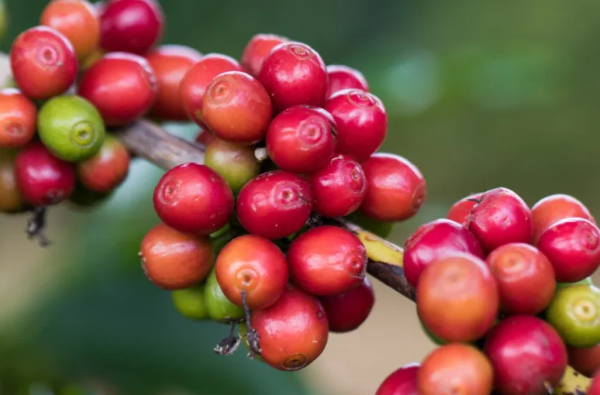  Excesso de chuva prejudica safra de café e preocupa produtores rurais