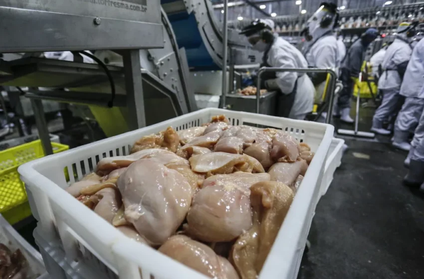  Gripe aviária: países do Oriente Médio reduzem barreiras à importação de frango do Brasil