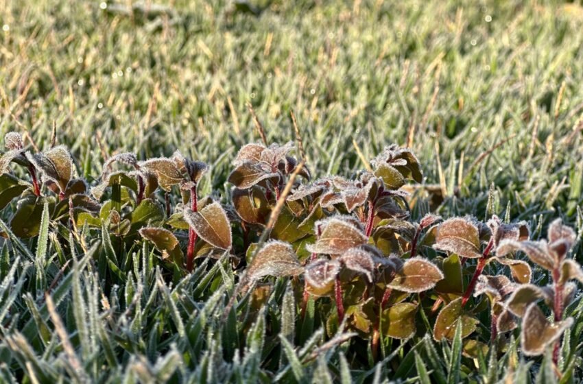  Onda de Frio no Paraná: Mínimas Negativas Provocam Geadas em Vários Municípios