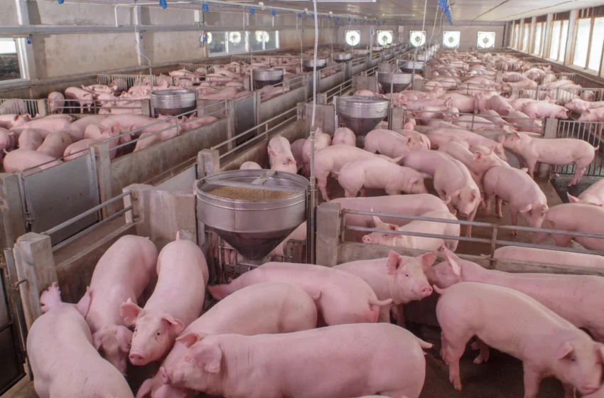  Em maio, vendas externas de carne suína avançam 13,7%, reforçando crescimento do setor