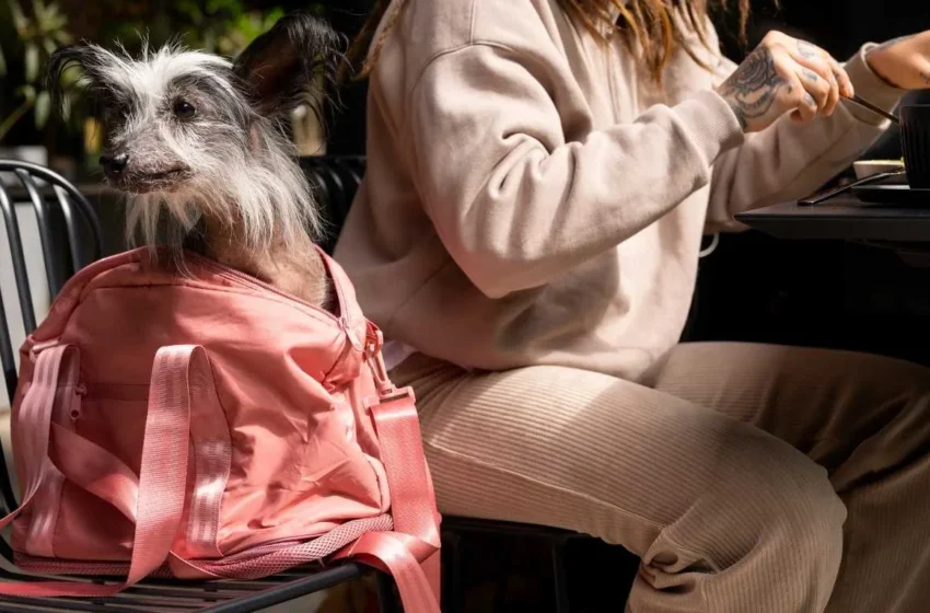  Do buldogue francês ao pastor alemão: as raças caninas que custam mais no país