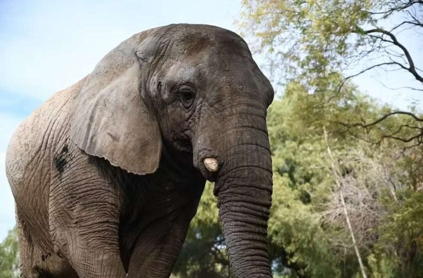  Depois de cruzar o Paraná, elefanta Kenya é acolhida em santuário de 1.500 hectares