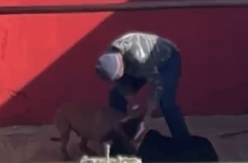  Agressões a cães são registradas em vídeo e homem passa a ser investigado pela polícia