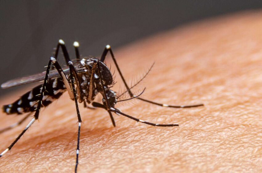  Casos de dengue continuam a subir no Paraná, com mais de 1.500 registros e quatro óbitos