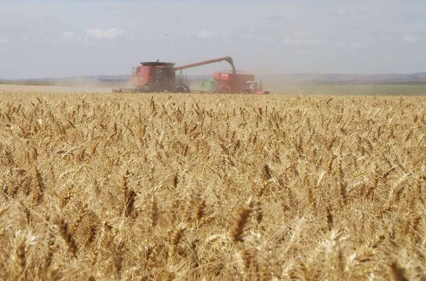  Safra de trigo 2025/26 recua para 6,9 milhões de toneladas com redução da área plantada