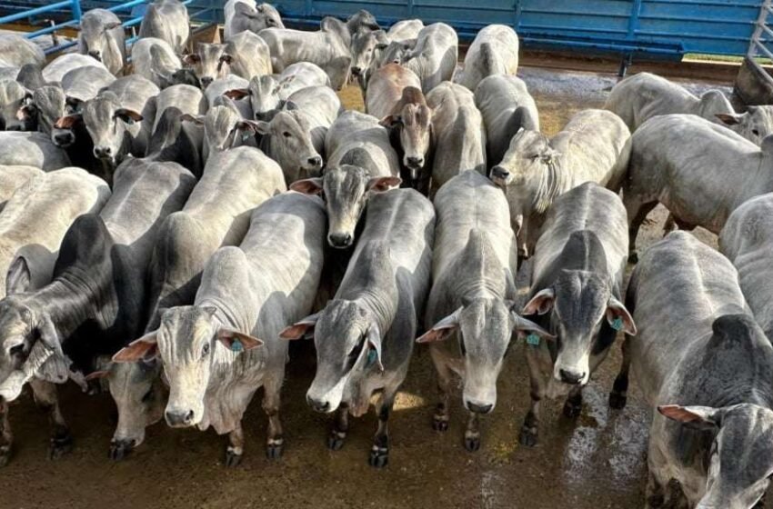  Queda no preço do boi gordo freia negócios e preocupa frigoríficos