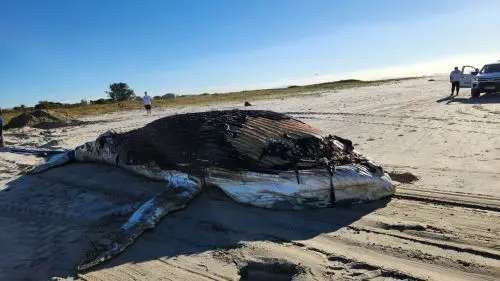  Gigante do mar: baleia-jubarte juvenil aparece morta em faixa de areia no Paraná