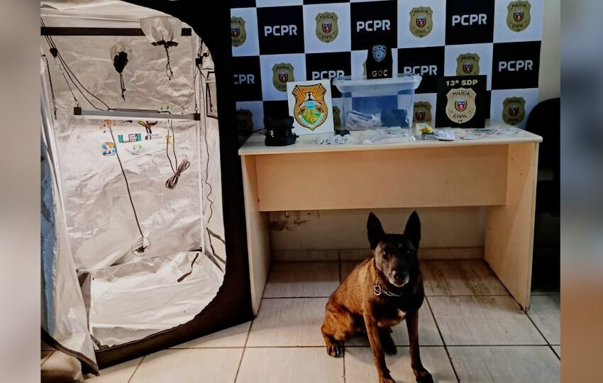  Envio de maconha gourmet pelos correios leva à prisão de jovem