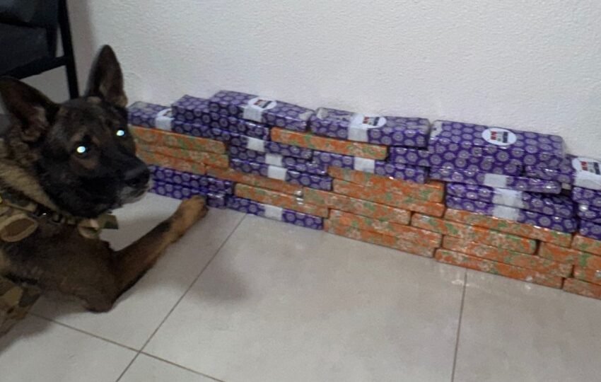  Mulher é presa transportando drogas em ônibus na BR-369 rumo a Fortaleza