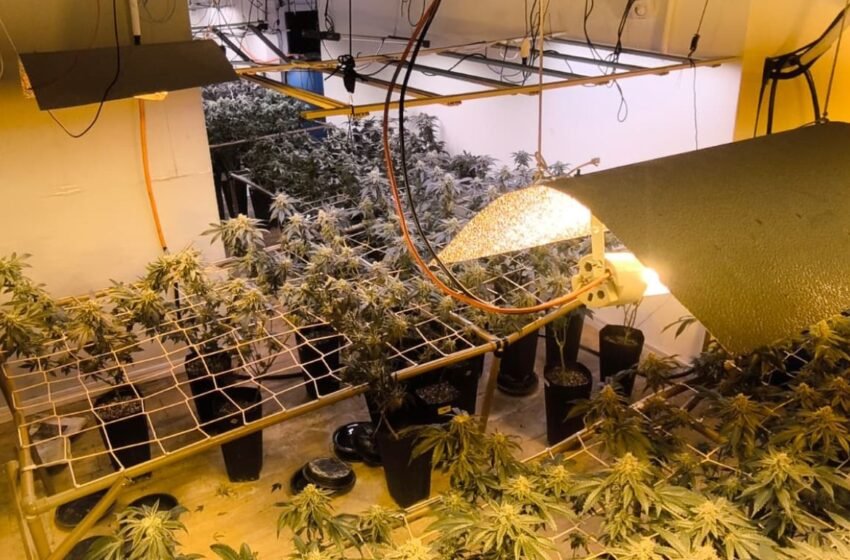 Mansão de luxo vira cenário de operação após descoberta de estufa de maconha