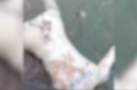 Corpo em estado avançado de decomposição é localizado no Rio Paraná