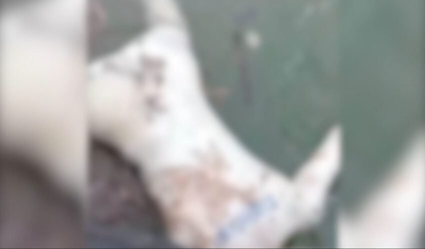 Corpo em estado avançado de decomposição é localizado no Rio Paraná