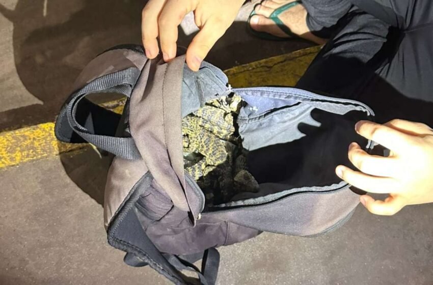  Passageiro levava “zoológico” em táxi: cobras e 12 jacarés são apreendidos