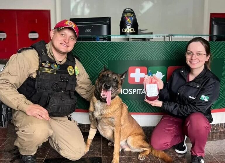  Herói de quatro patas: cão policial doa sangue para socorrer cadela ferida no Paraná