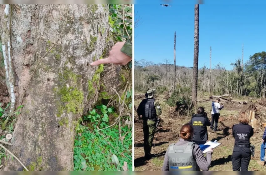 Homem é multado em R$ 862 mil após envenenar área de mata no interior do Paraná
