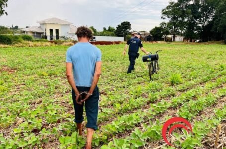 GM localiza foragido por homicídio escondido em plantação de soja