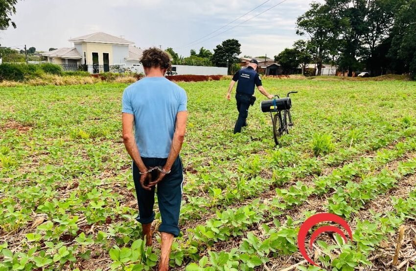  GM localiza foragido por homicídio escondido em plantação de soja