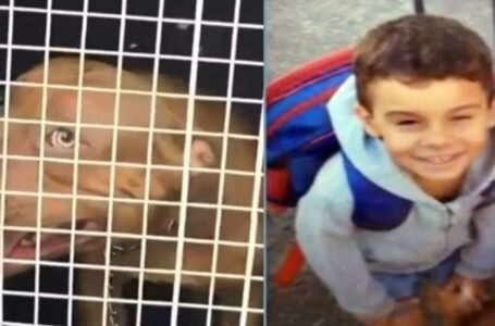 Tragédia: menino de 5 anos morre após ataque de pitbull filhote